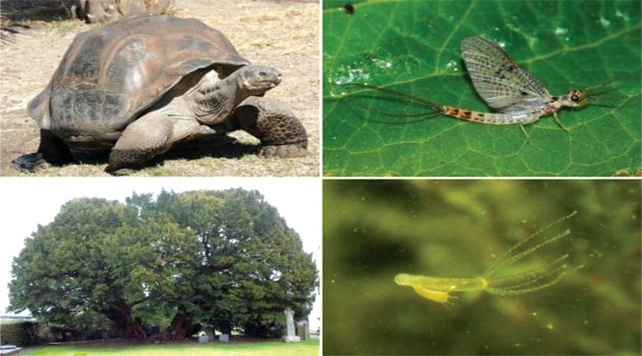 آیا پیر شدن مخالف جهت تکامل است