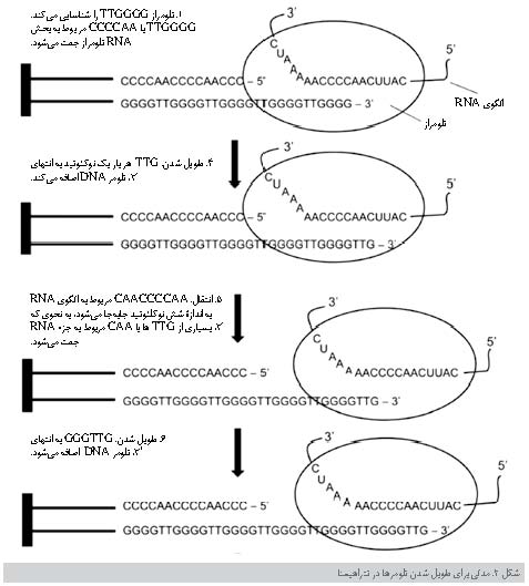 دستاوردهای علمی در زمینه تلومر، تلومراز و سرطان