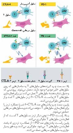 گاز و ترمز دستگاه ایمنی بدن
