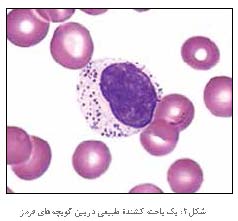 یاخته کشنده طبیعی و ایمنی ذاتی