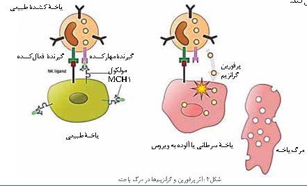 یاخته کشنده طبیعی و ایمنی ذاتی