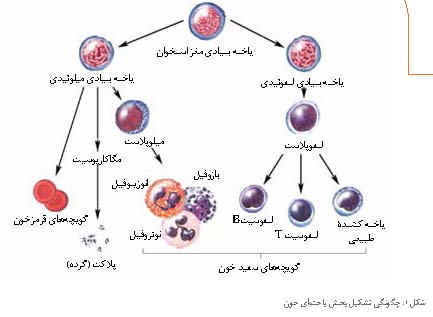 یاخته کشنده طبیعی و ایمنی ذاتی
