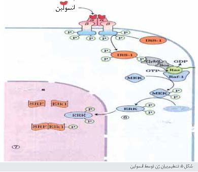 ساختار و عملکرد گیرنده های انسولین