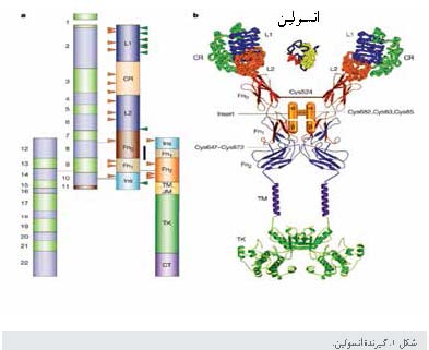 ساختار و عملکرد گیرنده های انسولین