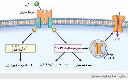 ساختار و عملکرد گیرنده های انسولین