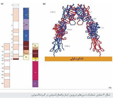 ساختار و عملکرد گیرنده های انسولین