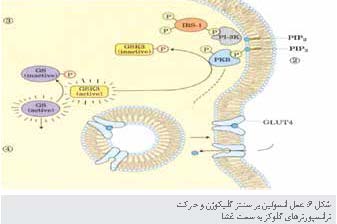 ساختار و عملکرد گیرنده های انسولین