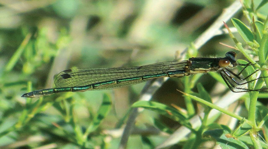 آسیابک ها و سنجاقک ها