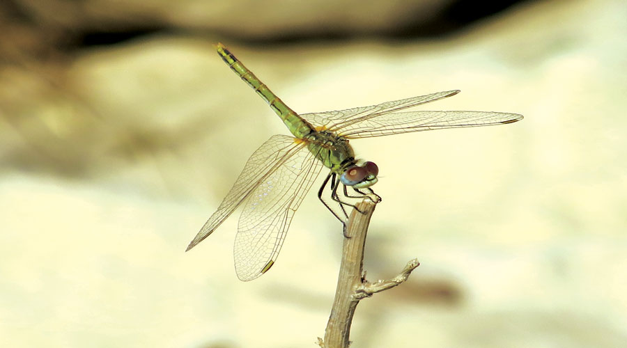 آسیابک ها و سنجاقک ها