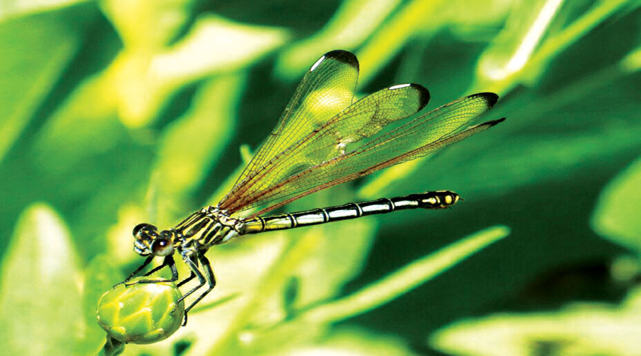 آسیابک ها و سنجاقک ها