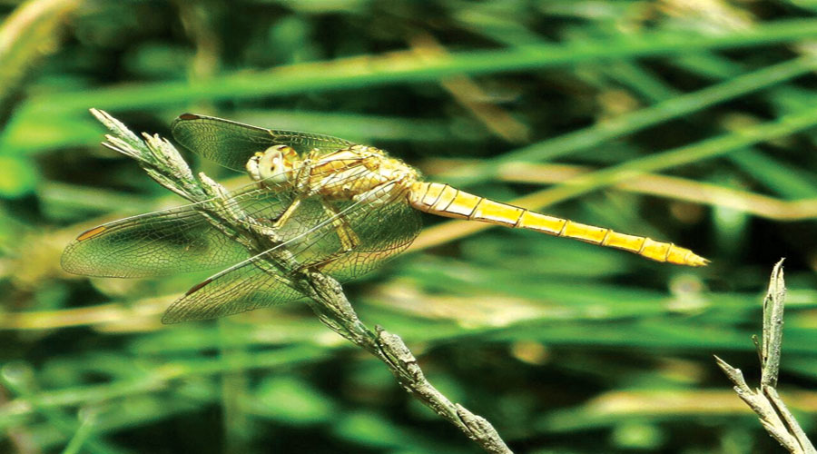 آسیابک ها و سنجاقک ها