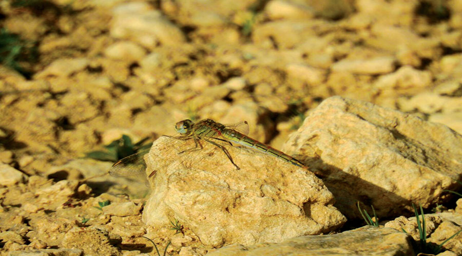 آسیابک ها و سنجاقک ها