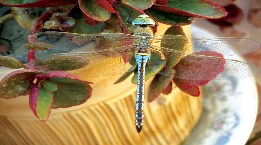 آسیابک ها و سنجاقک ها