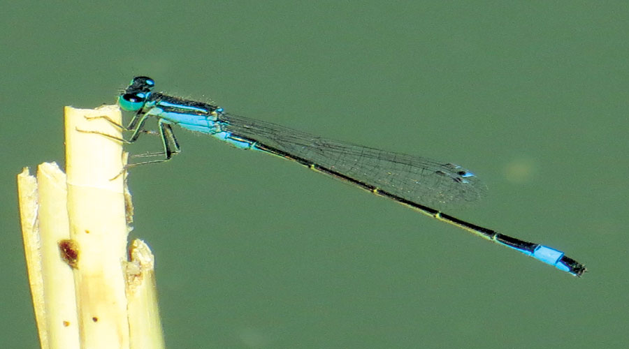 آسیابک ها و سنجاقک ها