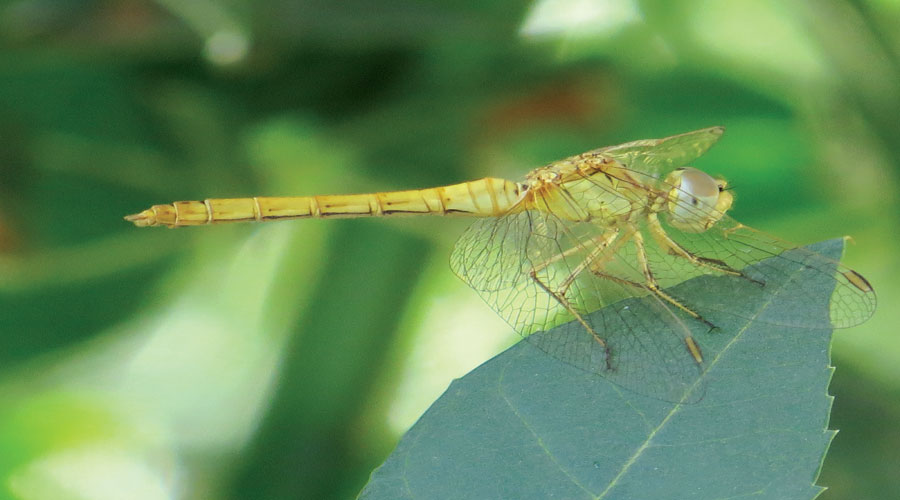 آسیابک ها و سنجاقک ها