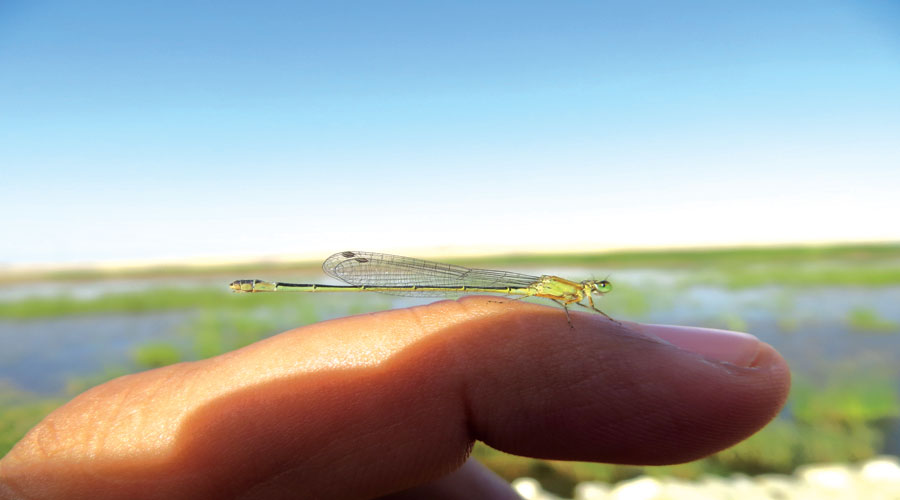 آسیابک ها و سنجاقک ها