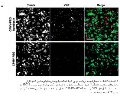 کاربرد نانوذرات ویروسی در پزشکی