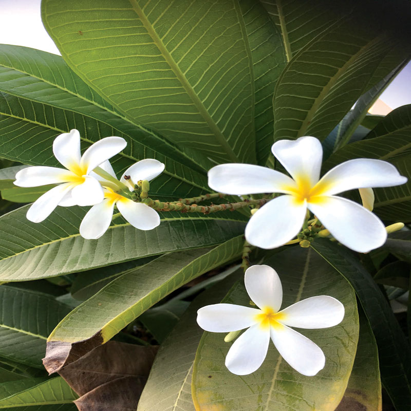 گل ها و گیاهان حاشیه خلیج فارس