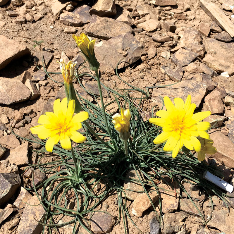 گل ها و گیاهان حاشیه خلیج فارس