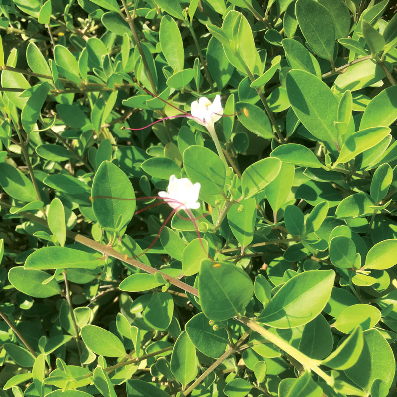 گل ها و گیاهان حاشیه خلیج فارس