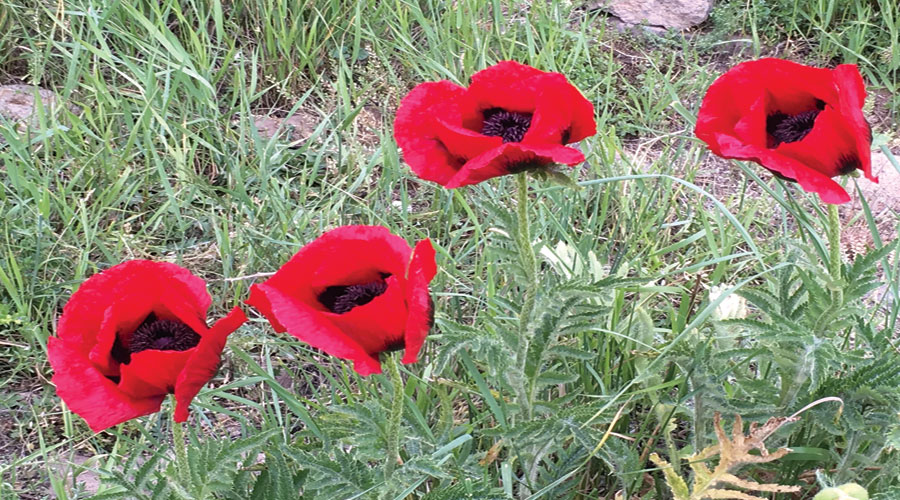 گل ها و گیاهان حاشیه خلیج فارس