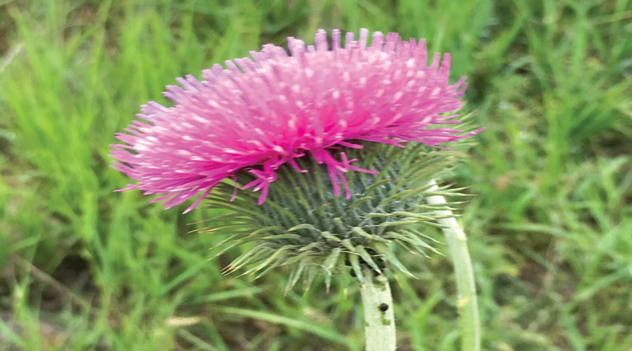 گل ها و گیاهان حاشیه خلیج فارس