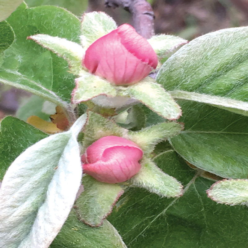 گل ها و گیاهان حاشیه خلیج فارس