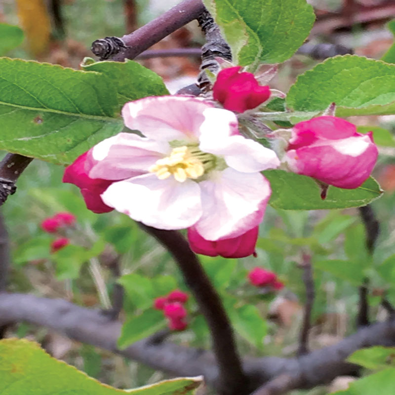 گل ها و گیاهان حاشیه خلیج فارس