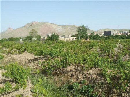 تولید شیره انگور در روستا