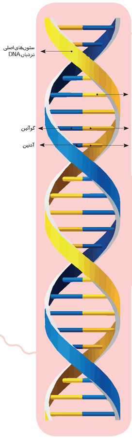 مدل مولکولی DNA