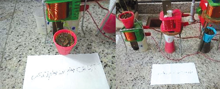 رشد گیاه عدس