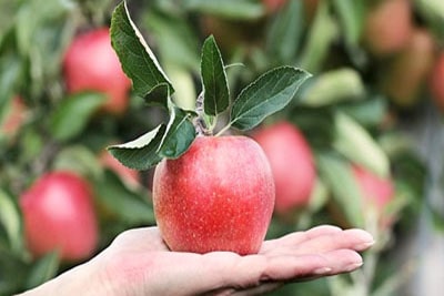 همین درخت را دارم