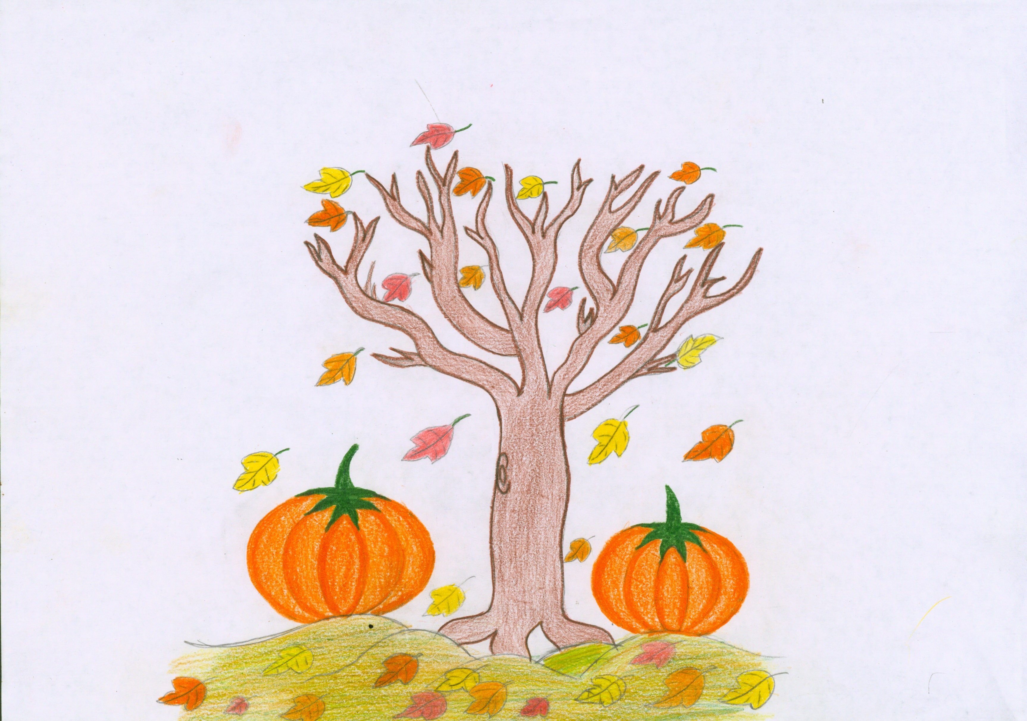 آیلین فتحی، کلاس پنجم از زنجان