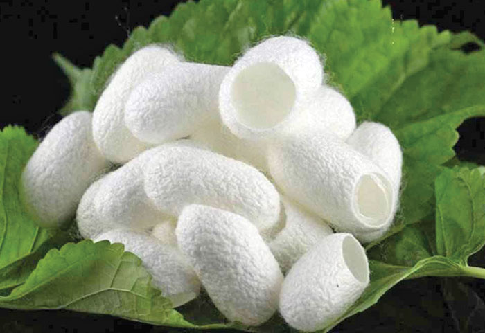 از پیله در آمدن