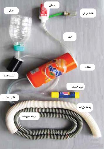 کارکرد دستگاه گوارش