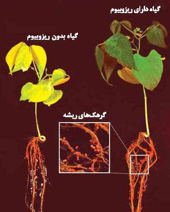 فازولیسین