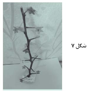 مستطیل طلایی، زاویه طلایی و مثلث طلایی