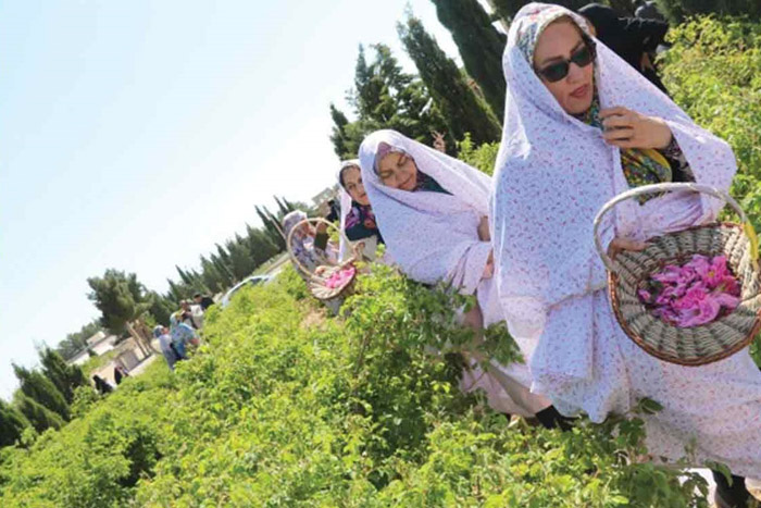 آیین گل غلتان