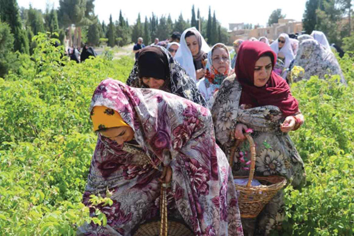 آیین گل غلتان