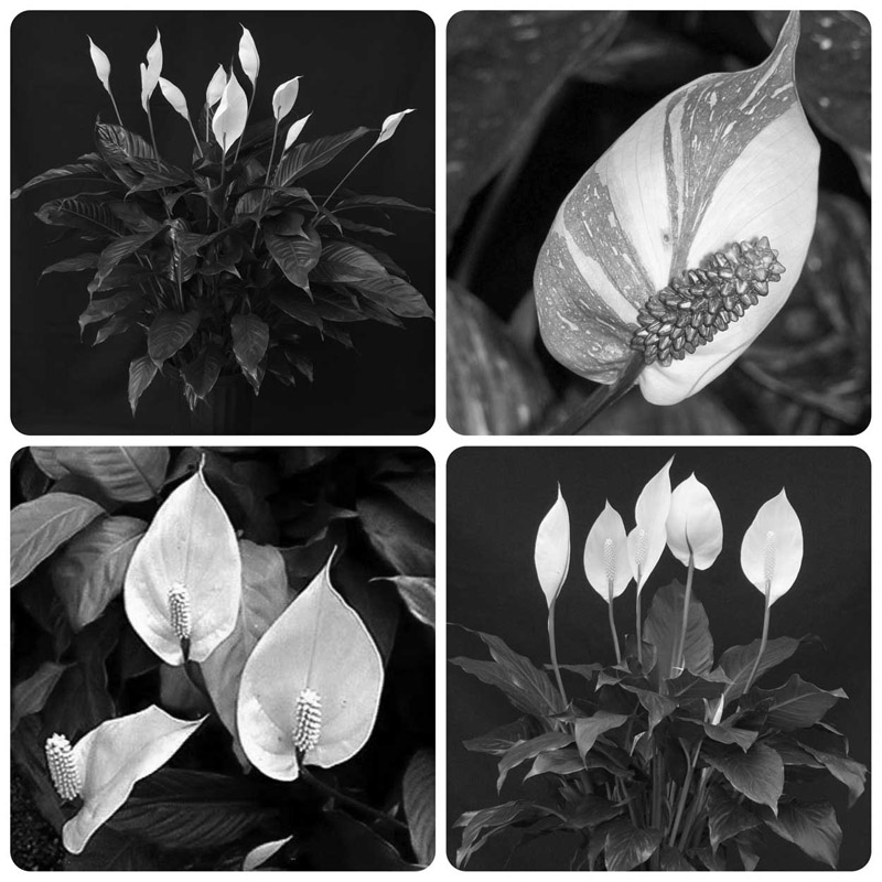 اسپاتی فیلوم