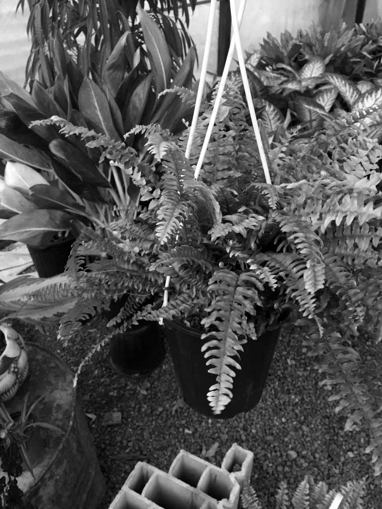 سرخس برگ شمشیری