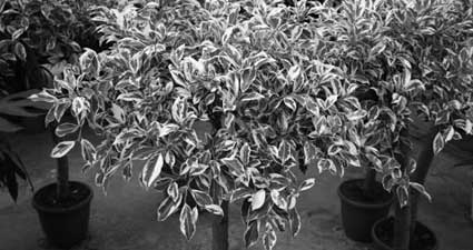 فیکوس بنجامین