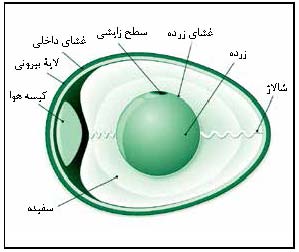 یون آهن در تخم مرغ