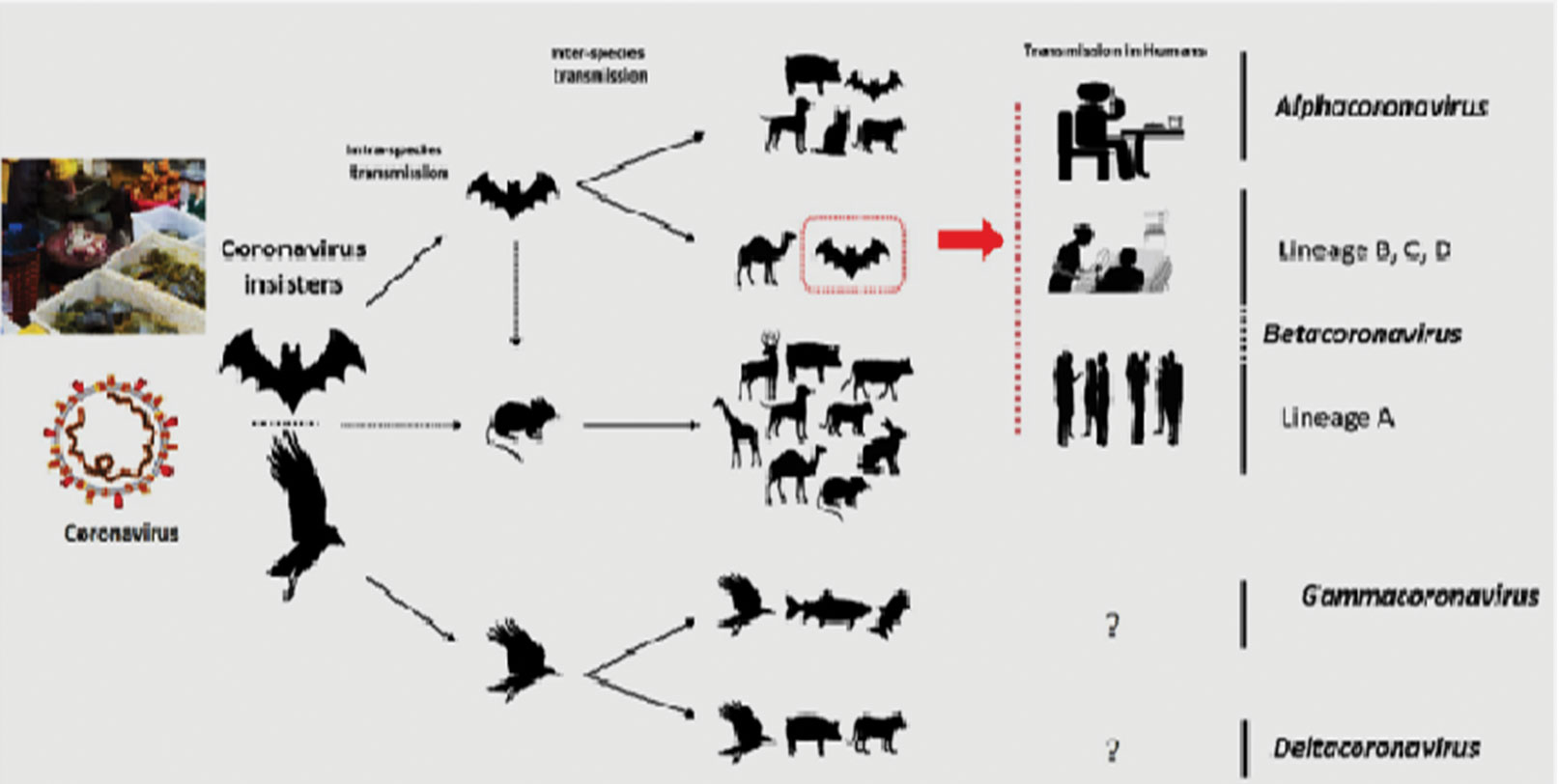 میزبان های اصلی کرونا