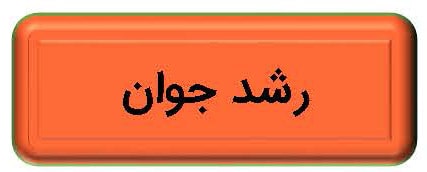 تب رشد جوان