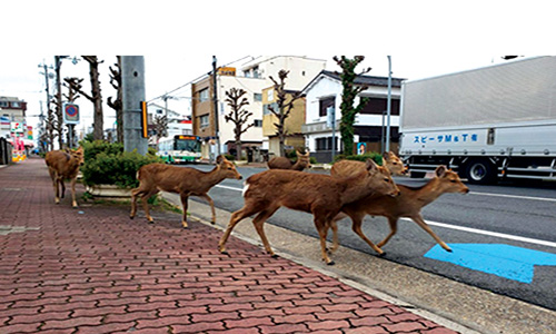 اخبار جغرافیایی