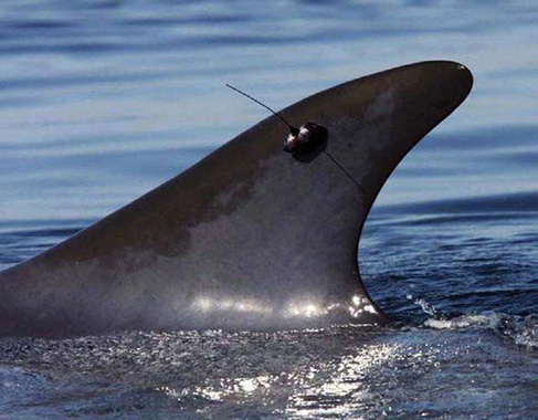 دلفین هایی که با GPS رصد می شوند