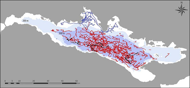 دلفین هایی که با GPS رصد می شوند