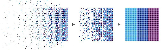 دلفین هایی که با GPS رصد می شوند