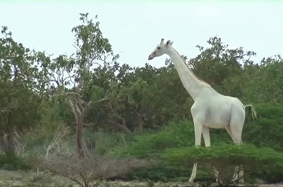 تازه‌ های محیط‌ زیستی